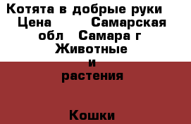 Котята в добрые руки! › Цена ­ 10 - Самарская обл., Самара г. Животные и растения » Кошки   . Самарская обл.,Самара г.